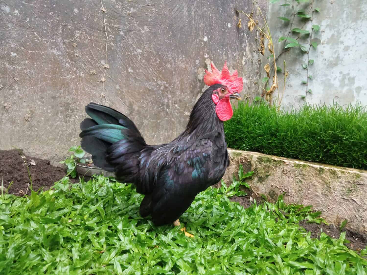 Bellissimo pollo Bantam giapponese nero