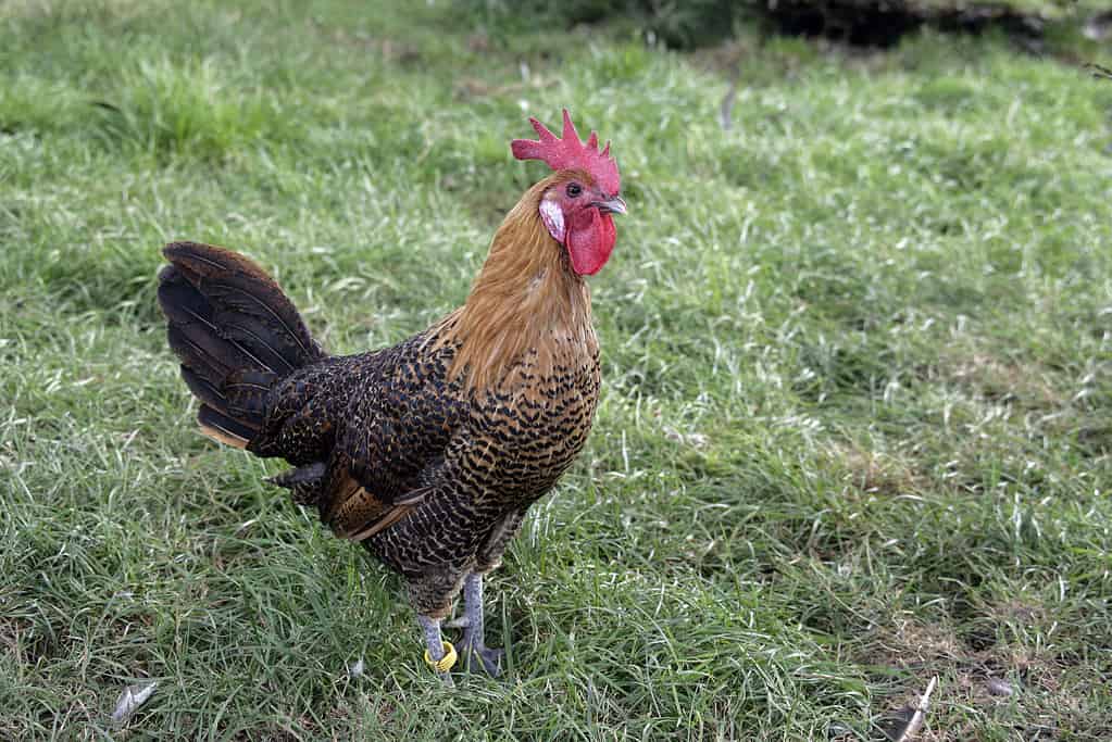 La gallina Golden Campine è seduta sull'erba verde.