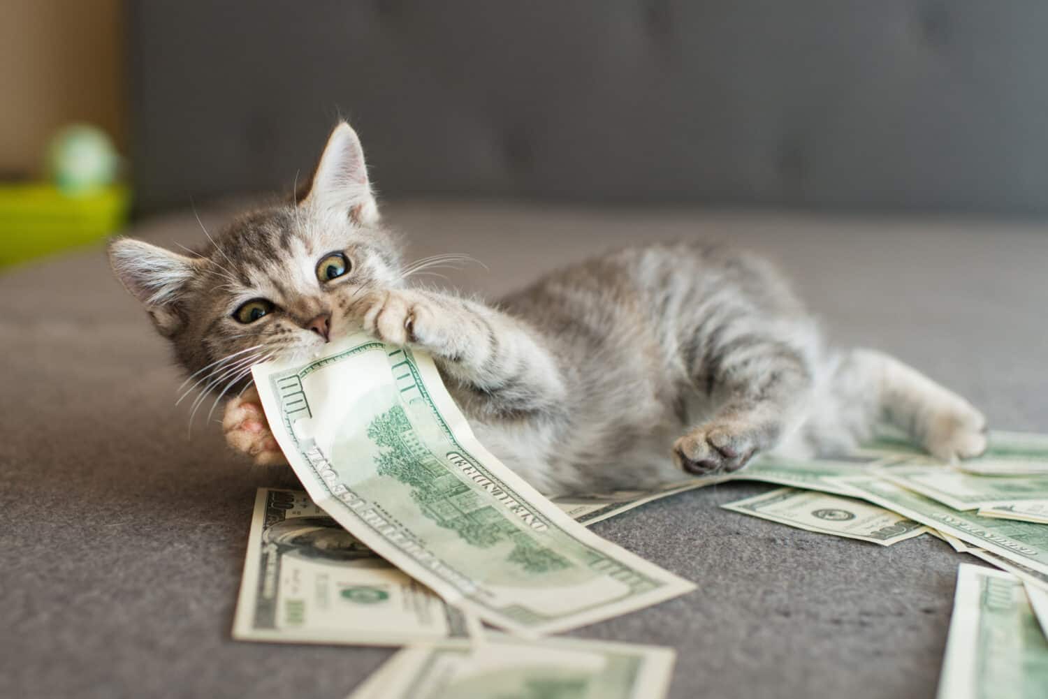 Gattino grigio che morde i soldi