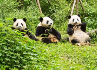 Tre panda giganti pranzano, Giant Panda Breeding Research Base (Xiongmao Jidi), Chengdu, Cina