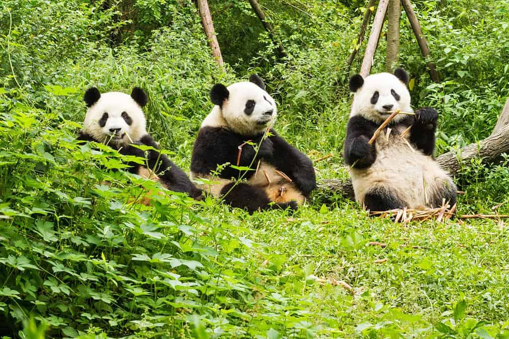 Tre panda giganti pranzano, Giant Panda Breeding Research Base (Xiongmao Jidi), Chengdu, Cina