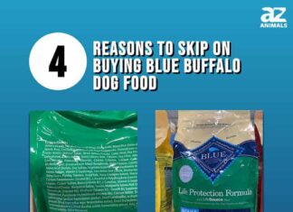 4 motivi per non acquistare cibo per cani Blue Buffalo

