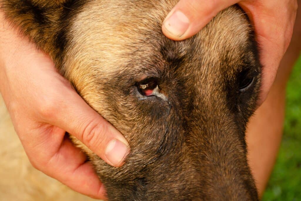 cane con secrezione oculare