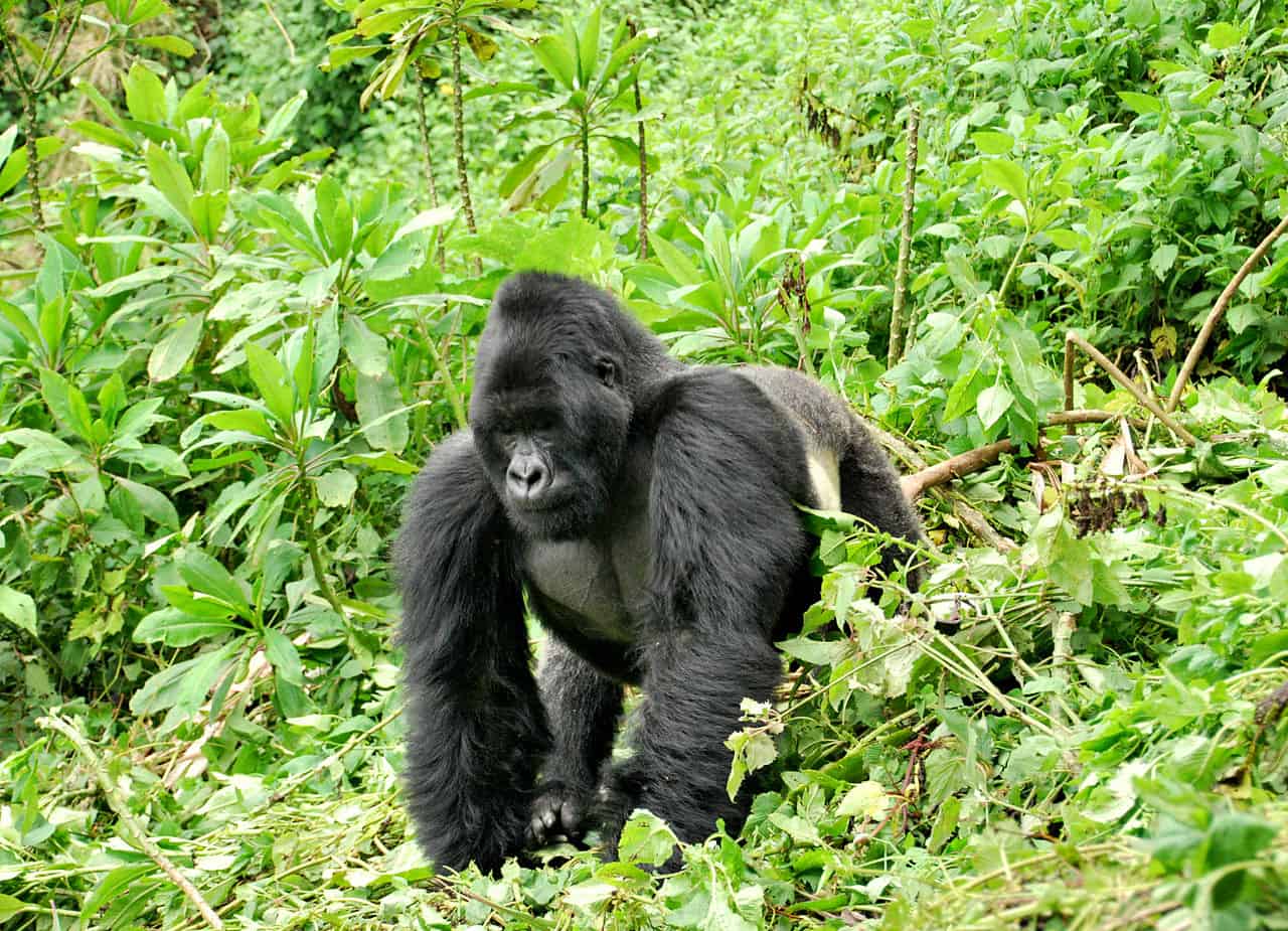 Primo piano di un gorilla orientale maschio silverback isolato su bianco