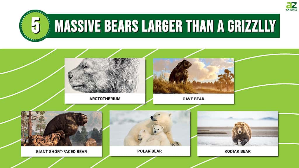 Immagine di 5 enormi orsi più grandi di un grizzly