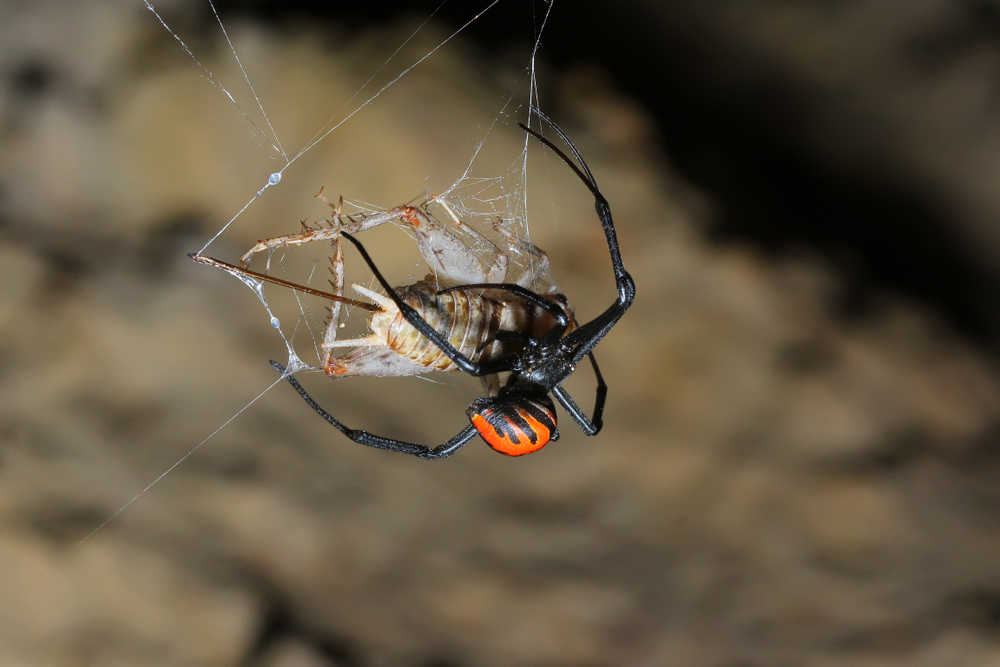 Ragno vedova nera, ragno vedova nera di fuoco, Latrodectus sp., Theridiidae cattura la preda nell'habitat. Ragno velenoso che occasionalmente mangia il suo compagno dopo la riproduzione.
