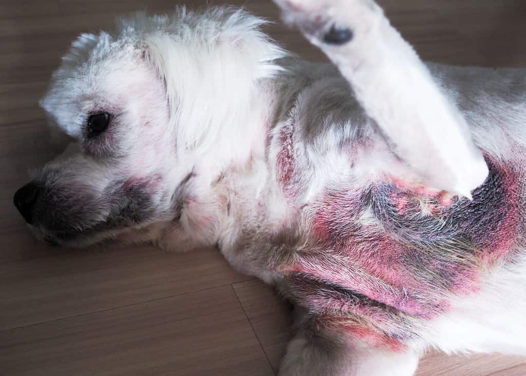 Il cane malato con infiammazione, prurito e gonfiore. La dermatite è un'eruzione cutanea di dolore fungino, verga e rossore. Cura degli animali domestici.