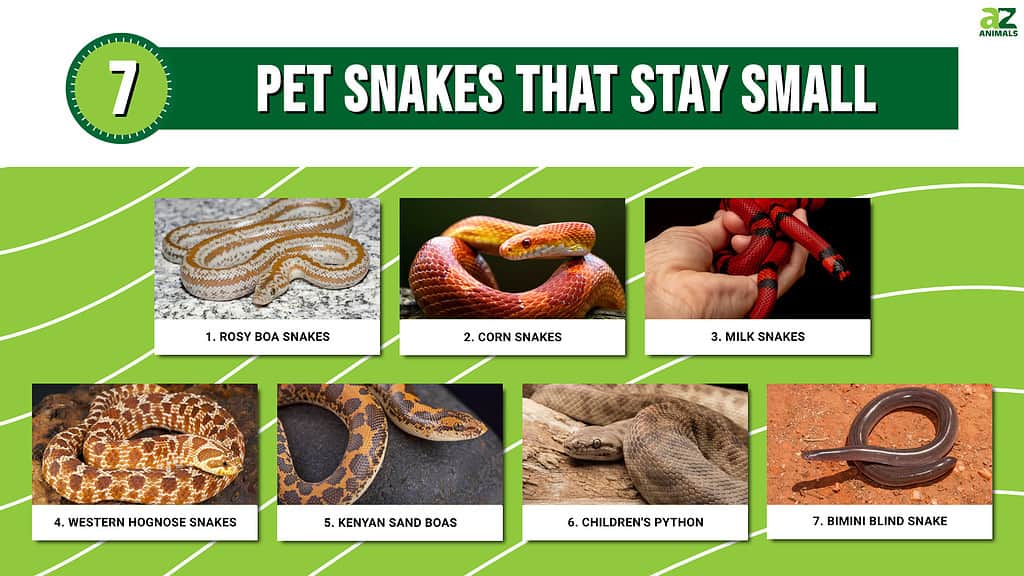 7 serpenti domestici che rimangono piccoli