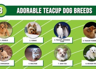 8 adorabili razze di cani da tazza da tè
