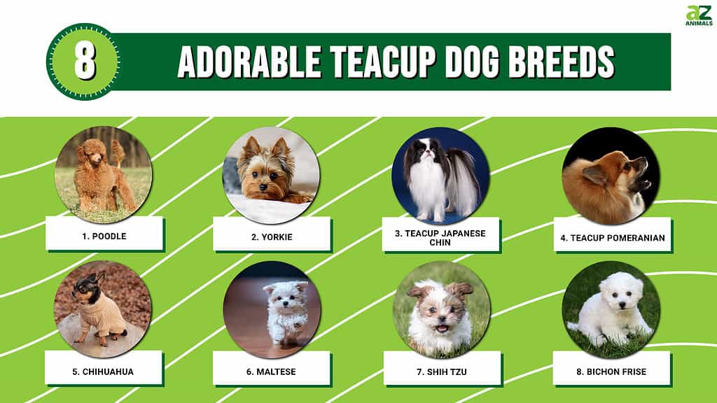 8 adorabili razze di cani da tazza da tè
