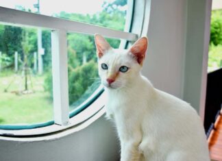 Carino gatto siamese con punta di fiamma e occhio blu su tavolo di legno messa a fuoco selettiva