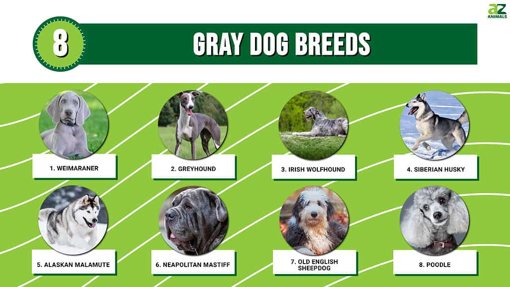 Infografica di 8 razze di cani grigi