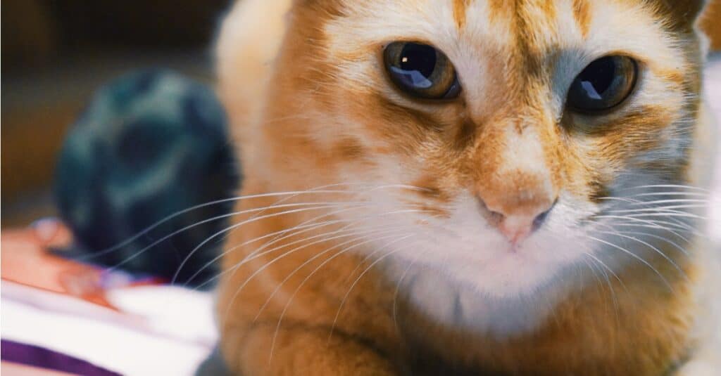 8 razze di gatti arancioni e nomi di gatti arancioni
