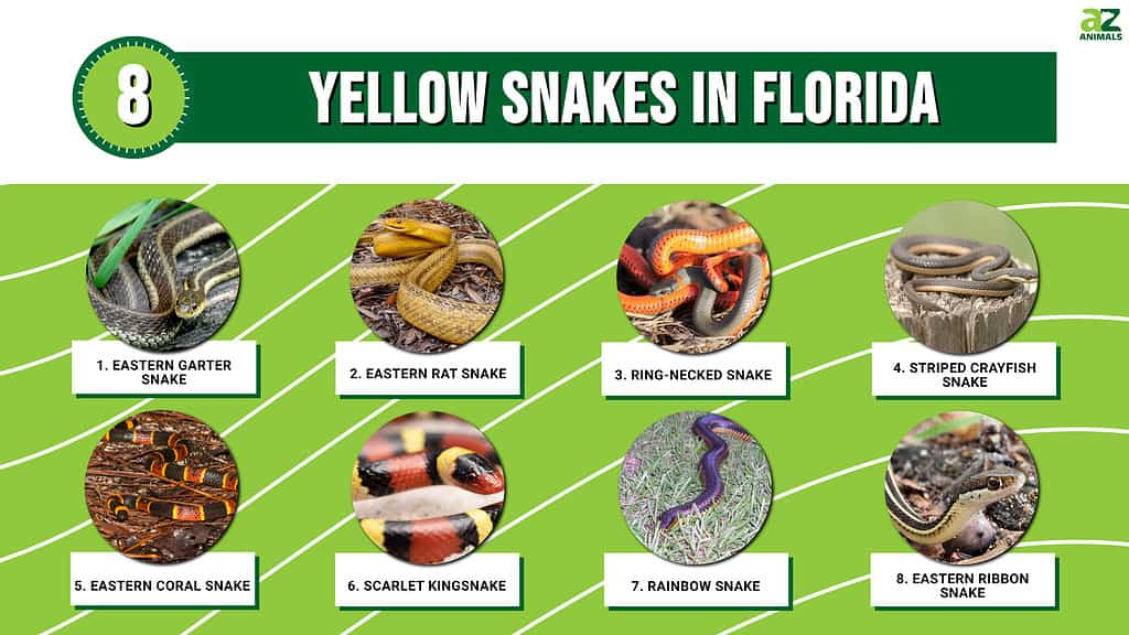 8 serpenti gialli in Florida
