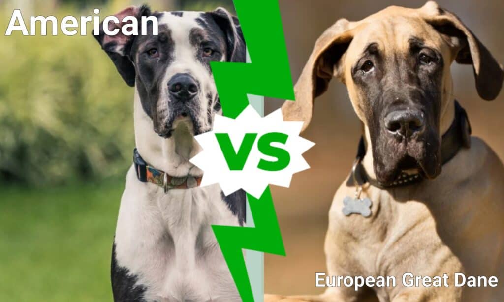 Alano americano vs europeo