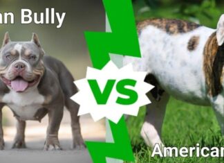 bullo americano contro bulldog americano