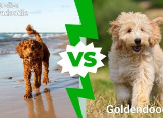 Labradoodle australiano contro Goldendoodle