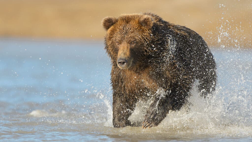 orso grizzly che corre