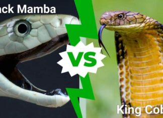 Mamba nero contro cobra reale