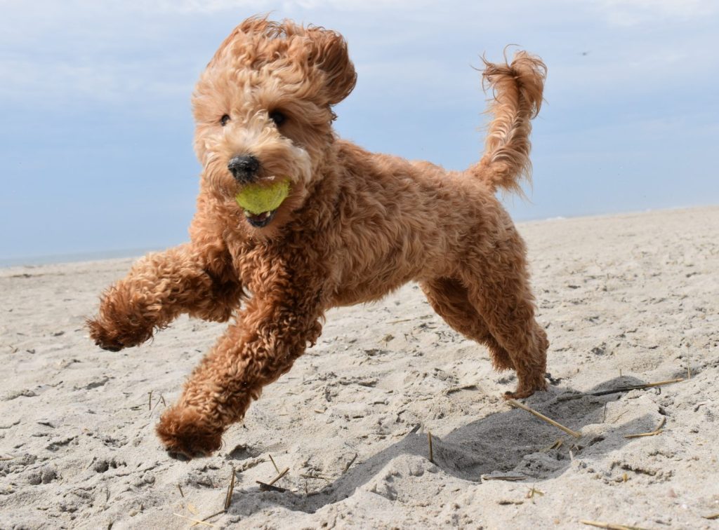 Cucciolo di golden doodle che gioca con la palla sulla spiaggia