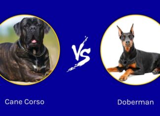 Cane Corso e Doberman: qual è la differenza?
