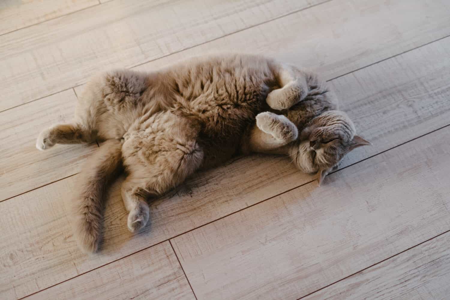 Un gatto grigio giace su un laminato. Il gatto è seduto sulla schiena sul pavimento. Gatto scozzese purosangue con orecchie dritte.