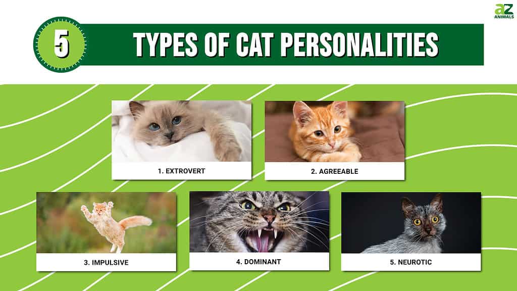 Questa infografica illustra le cinque diverse personalità dei gatti domestici