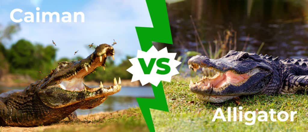 Differenze tra caimani e alligatori