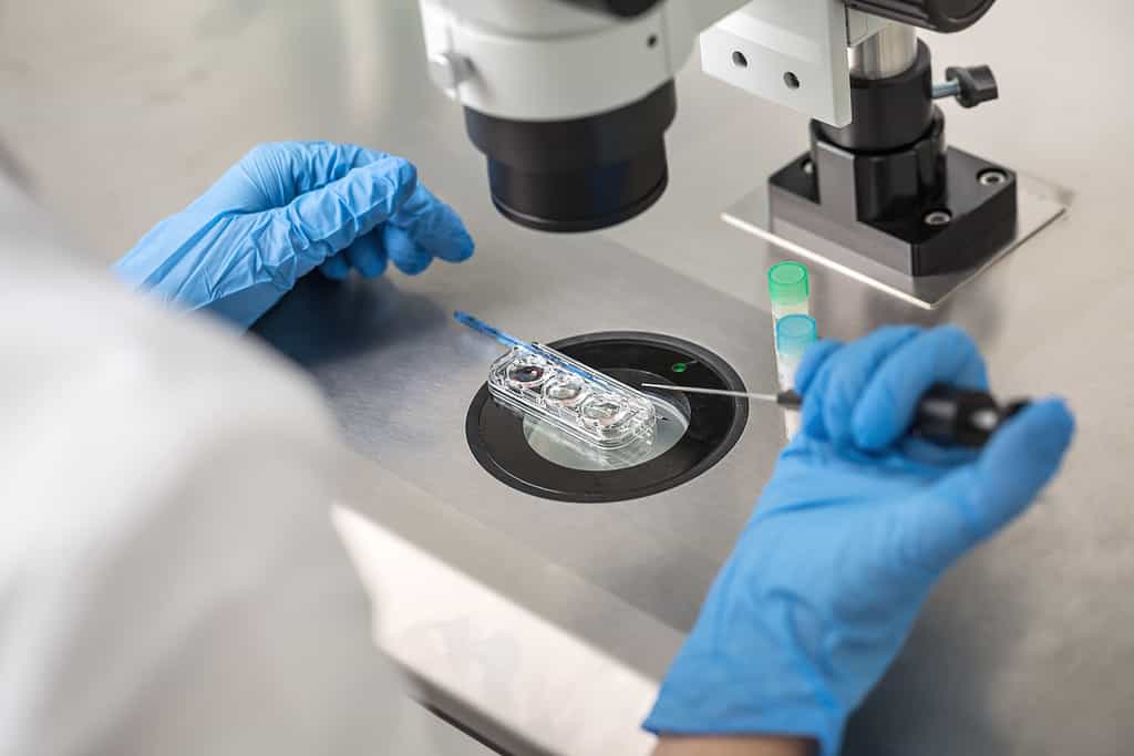 Tecnico in guanti blu esegue il controllo del processo di fecondazione in vitro utilizzando un microscopio. Primo piano. Orizzontale.