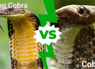 cobra reale contro cobra