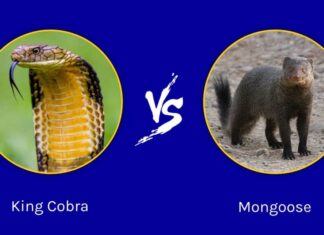 Cobra reale contro Mangusta: chi vincerebbe in uno scontro?
