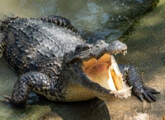 Coccodrillo alle strette combatte contro cinque leoni adulti