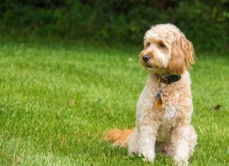 Goldendoodle, Cucciolo, Natura, Seduto, Piccolo