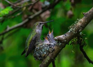 Come e dove dormono i colibrì?
