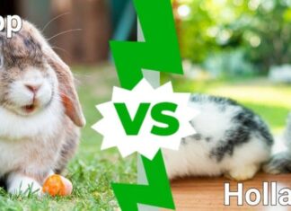 Coniglietti Mini Lop contro Holland Lop: come distinguere le differenze
