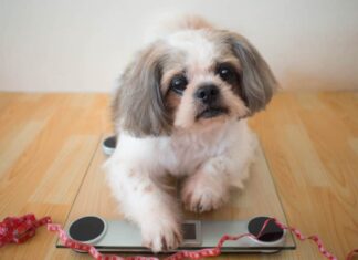 Cane Shih tzu grasso seduto su una bilancia con metro a nastro rosso a casa. Concetto di cura della salute degli animali domestici, problema di obesità animale e controllo della dieta.