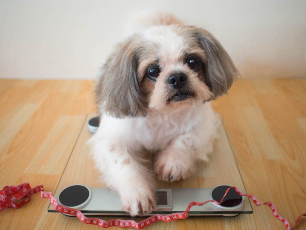 Cane Shih tzu grasso seduto su una bilancia con metro a nastro rosso a casa. Concetto di cura della salute degli animali domestici, problema di obesità animale e controllo della dieta.