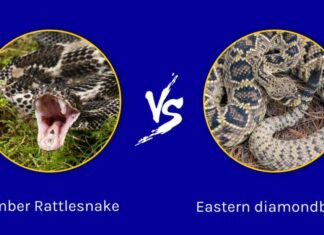 Crotalo tigrato contro Crotalo diamantino orientale: cosa distingue questi serpenti con le zanne?
