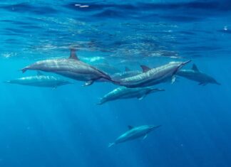 Delfini spinner Mauritius Oceano Indiano Estate Stenella longirostris