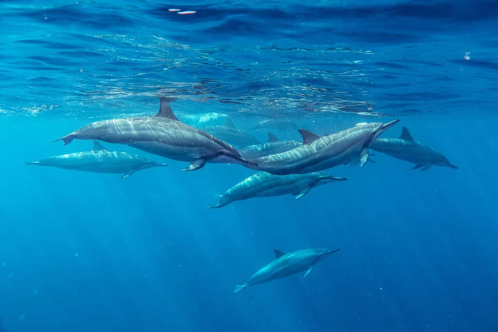 Delfini spinner Mauritius Oceano Indiano Estate Stenella longirostris