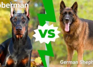 Dobermann o pastore tedesco: qual è il miglior cane da guardia?
