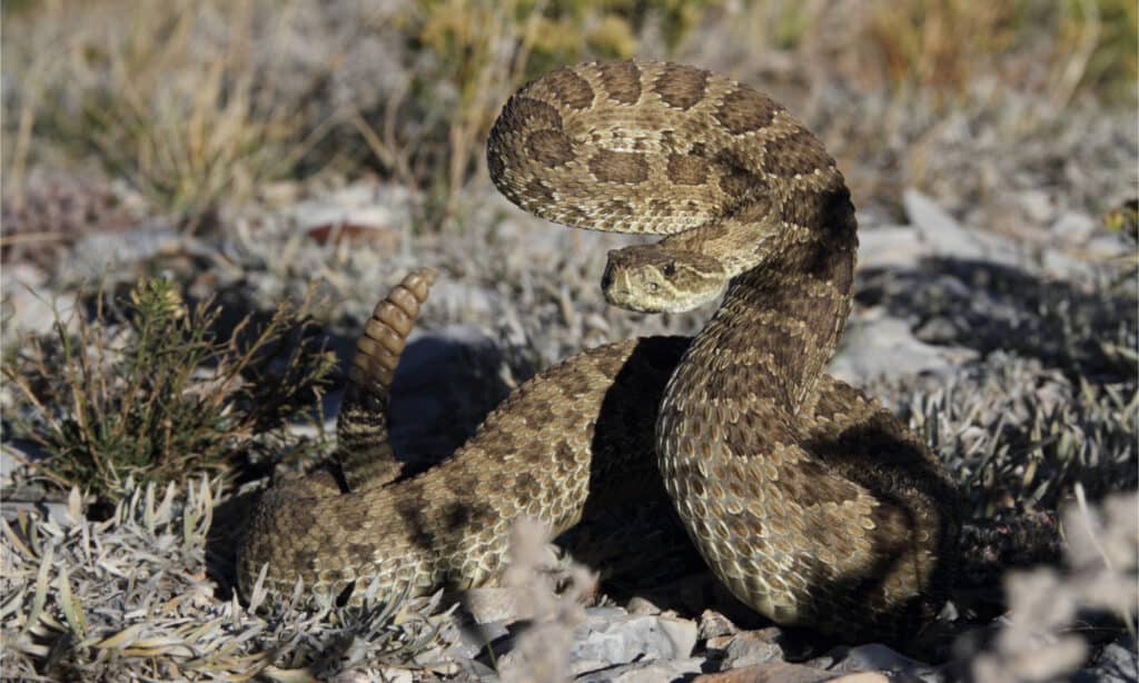 Elenco completo dei serpenti velenosi negli Stati Uniti (oltre 30 specie!)