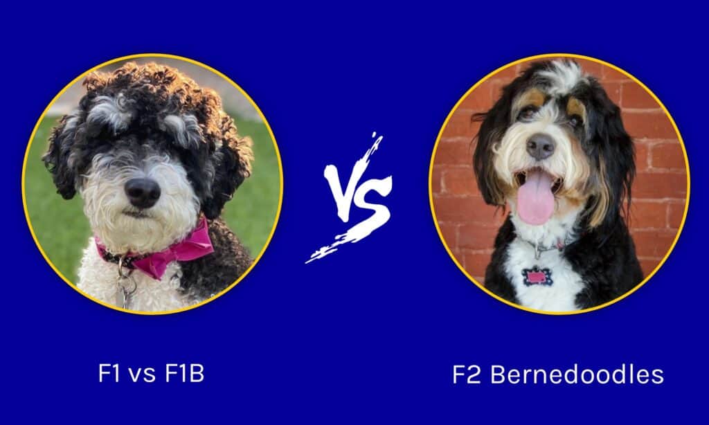 Bernedoodle F1 contro F1B contro F2