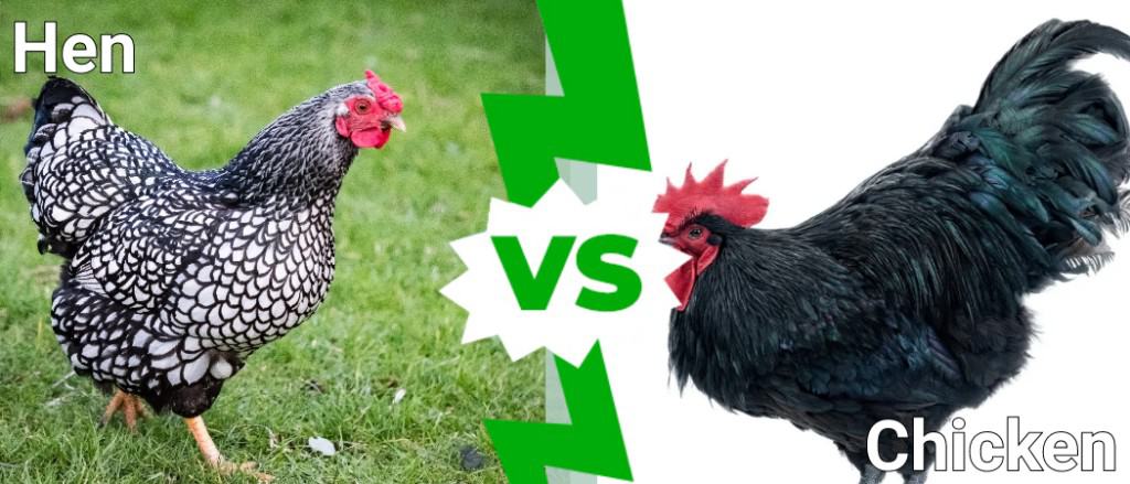 Gallina contro Pollo