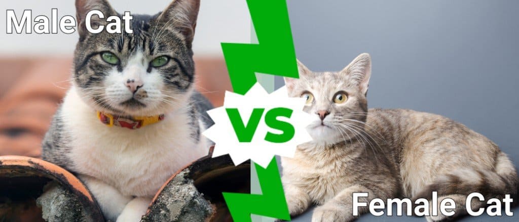 Gatti maschi e femmine: 4 differenze chiave spiegate

