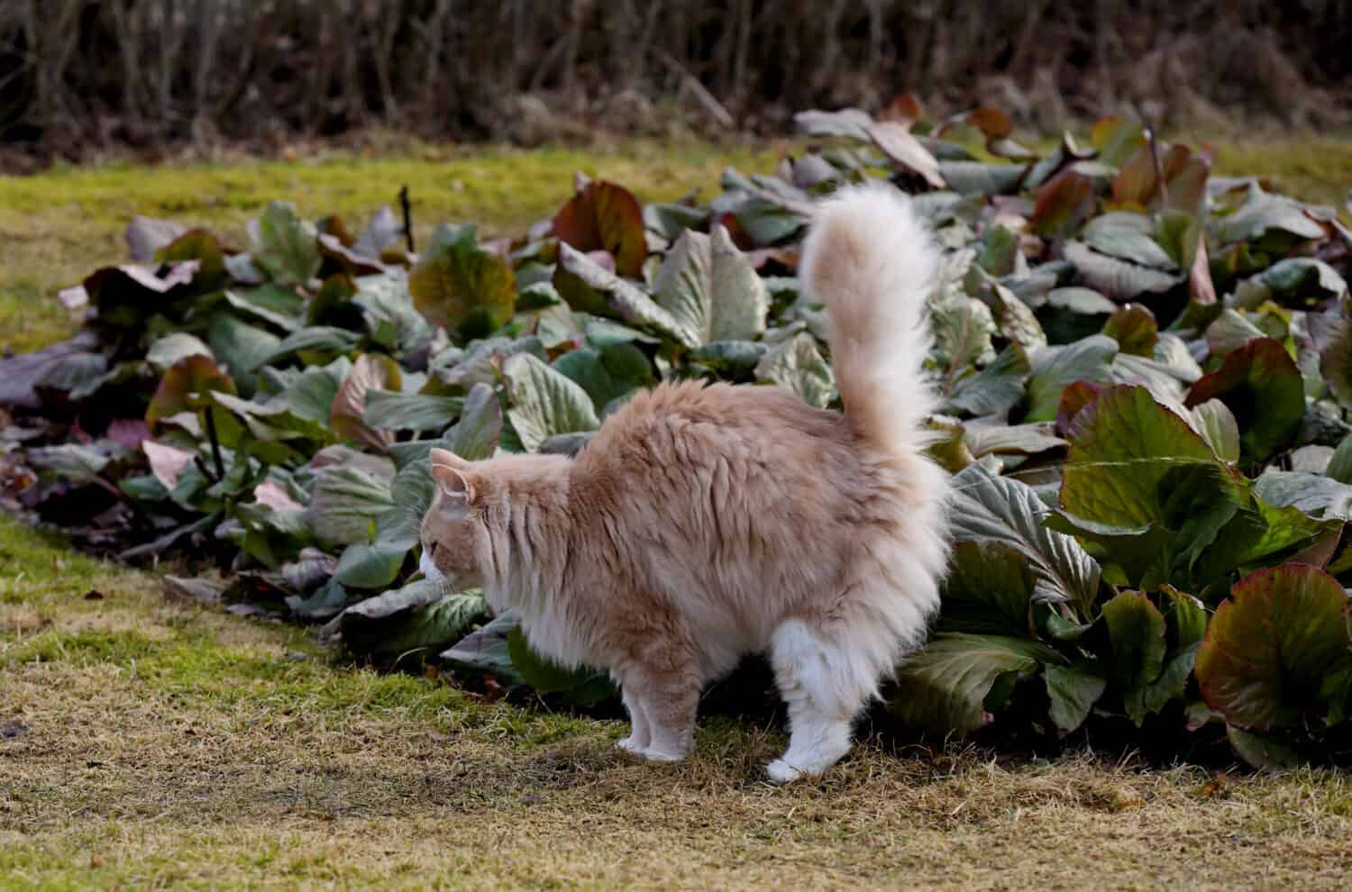 Un grosso gatto norvegese delle foreste maschio che marca il suo territorio 