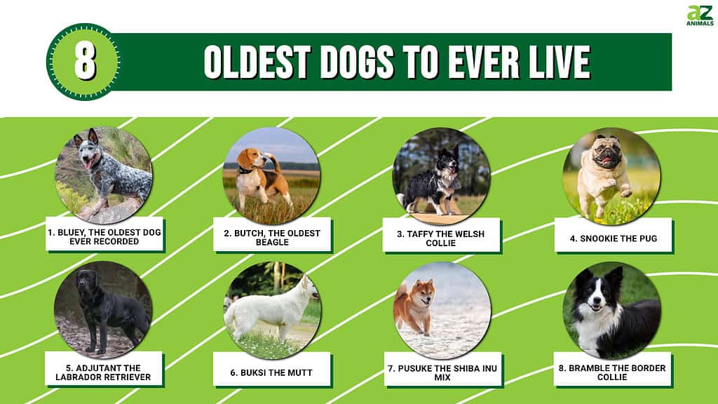 Infografica degli 8 cani più anziani in vita.