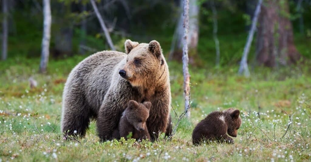 Gli orsi sono imparentati con i cani?