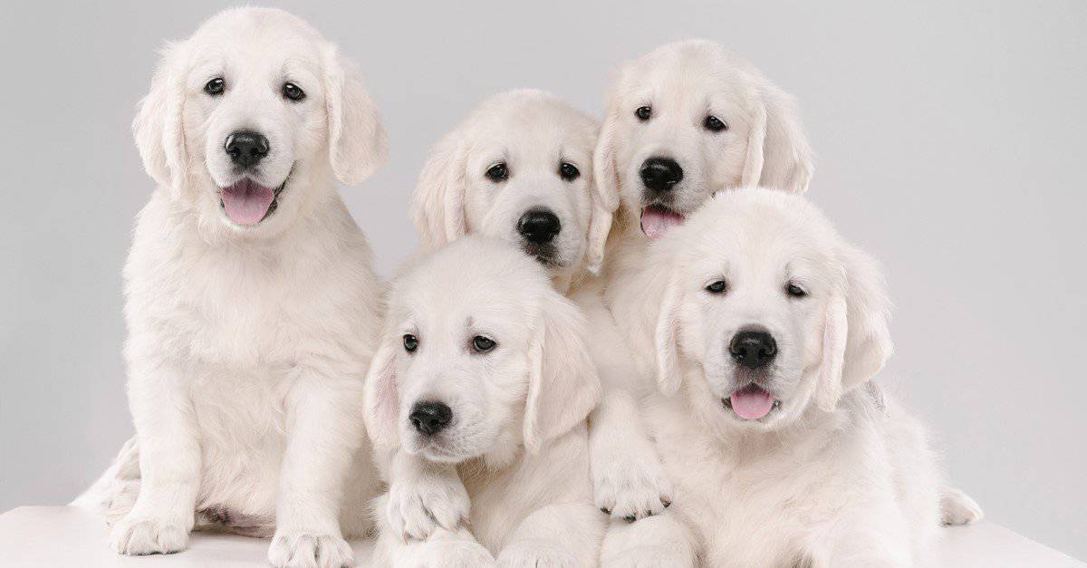 Cuccioli di golden retriever color crema inglese in posa su uno sfondo bianco.