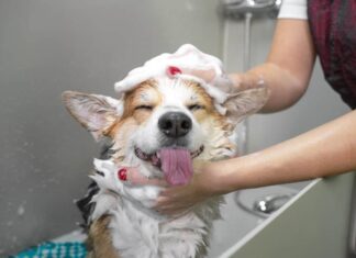 Corgi che fa il bagno.